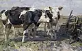 Von Zügel, Trois vaches dans un champ.