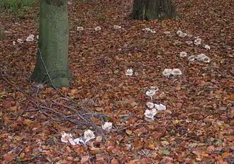 Un « faux cercle », dont le centre est un arbre : le mycélium du champignon suit la progression des radicelles du hêtre.
