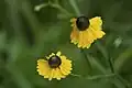 Helenium flexuosum