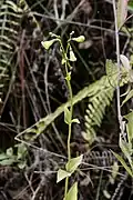 inflorescence de Helia alata