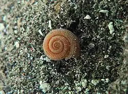 Heliacus infundibuliformis