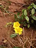 Helianthemum nummularium