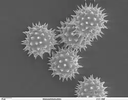 Pollen de tournesol.