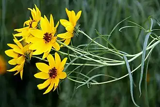 Description de l'image Helianthus salicifolius (8000836352).jpg.