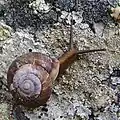 Soucoupe commune Finistère (France)