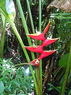 Forme sauvage en Guadeloupe