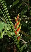 Au Costa Rica.