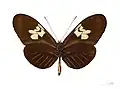 Heliconius melpomene penelope ♀ △ Face ventrale