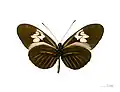 Heliconius melpomene penelope ♂ △ - Face ventrale