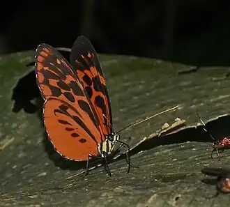Description de l'image Heliconius pardalinus maeon 239622364.jpg.