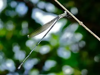 Mecistogaster amalia, mâle