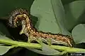 Chenille