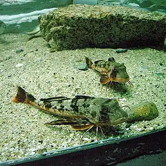 Description de l'image Helidonichthys_spinosus.jpg.