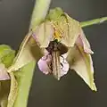 Fleur visitée par un coléoptère.