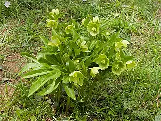 Description de l'image Helleborus cyclophyllus.jpg.