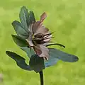 Une rose de carême en fruit.