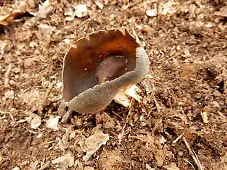 Description de l'image Helvella solitaria 607551.jpg.