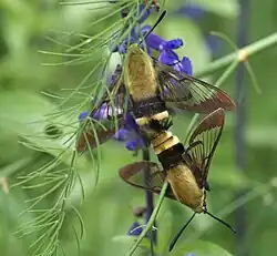 Accouplement.