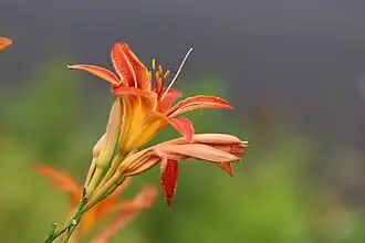 Hemerocallis fulva L. — Hémérocalle fauve.