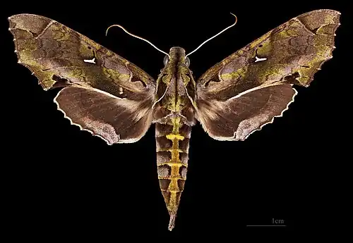 Hemeroplanes ornatus ♀ MHNT