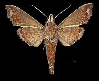 Hemeroplanes ornatus ♂ △ MHNT