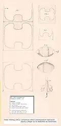 Hemiaulus hostilis(d'après Peder Heiberg 1863)
