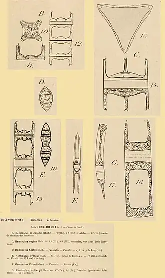 Description de l'image Hemiaulus in Coupin 1868.jpg.