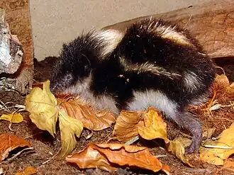 Description de l'image Hemicentetes nigriceps.jpg.