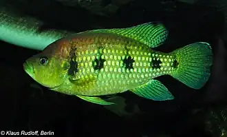 Description de l'image Hemichromis elongatus C.jpg.