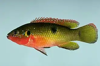 Description de l'image Hemichromis letourneauxi.jpg.