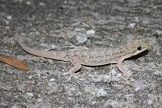 Description de l'image Hemidactylus bowringii.jpg.