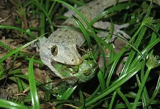 Hemidactylus frenatus.