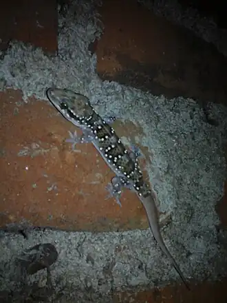 Description de l'image Hemidactylus lankae.jpg.