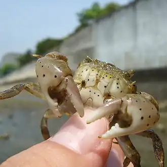 Description de l'image Hemigrapsus_penicillatus_by_OpenCage.jpg.