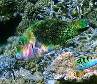 Hemigymnus melapterus