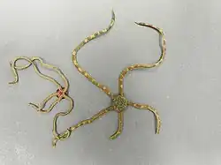Hemipholis elongata