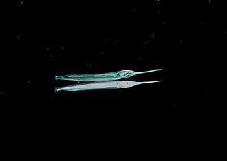 Un demi-bec (Hemiramphus far) de nuit, avec son reflet.