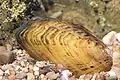 Hemistena lata