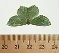 Hemithea aestivaria