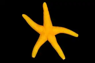 Henrichia pertusa