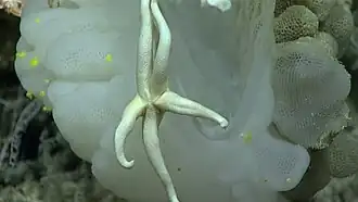 Henricia antillarum
