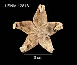 Henricia tumida