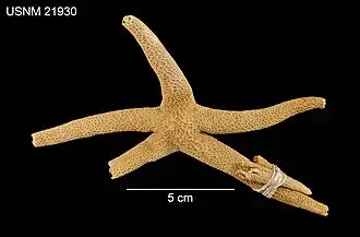 Henricia aspera