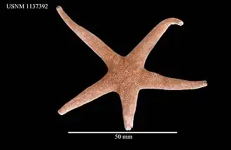 Henricia compacta