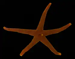 Henricia hayashii