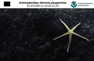 Henricia pauperrima