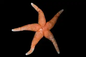 Henricia perforata