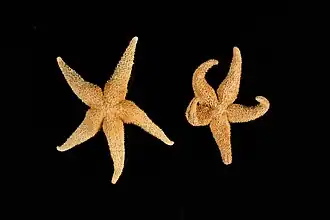 Henricia ralphae