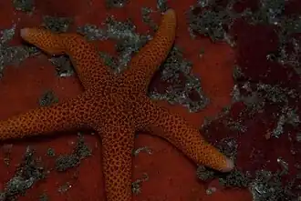 Henricia reticulata