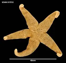 Henricia studeri